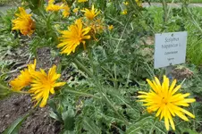 2013_0811Sommer0016.webp