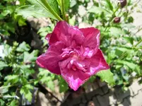 CIMG9652.webp