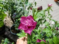 CIMG9653.webp