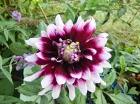 CIMG9620.webp