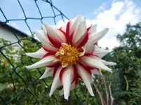 CIMG9630.webp