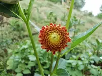 CIMG9713.webp
