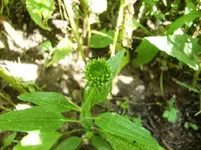 CIMG9639.webp