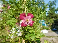 CIMG9678.webp