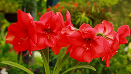 Amaryllis Rosa_2 Stängel_8 Blüten_1024.webp