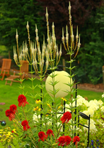 Echi_Hot Papaya_weisser Ehrenpreis_Hortensie Limelight_800.webp