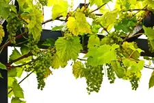reichlich Trauben dieses Jahr_1024.webp