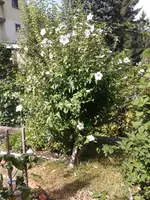 2013-08-12 10.44.21.webp
