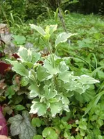 CIMG8987.webp