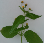 Plante à identifier août 2013.webp