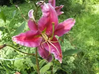 BILD2336.webp