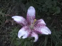 BILD2256.webp