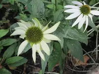 036.webp