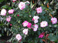 paris2000_.webp