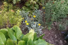 IMAG0290.webp
