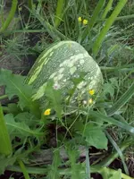 20130812_183722 (Small).webp