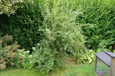 Schneespiere.webp