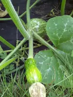 20130812_184329 (Small).webp