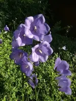 CIMG6308.webp