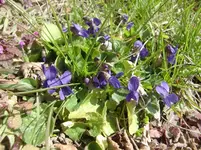 CIMG0237.webp