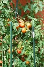 DSC_7926.2.webp