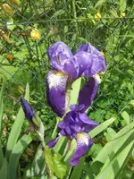 2013-05-29 Bartiris2.webp