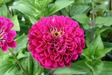 Gartenschau 12.08,13 (1).webp