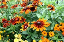 Gartenschau 12.08,13 (2).webp