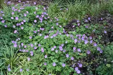 Gartenschau 12.08.13 (14).webp