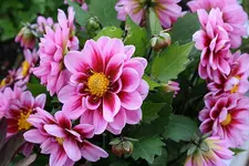 Gartenschau 12.08.13 (16).webp