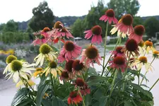 Gartenschau 12.08.13 (22).webp