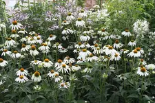 Gartenschau 12.08.13 (27).webp