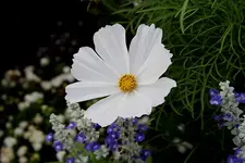 Gartenschau 12.08.13 (28).webp
