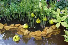 Gartenschau 12.08.13 (29).webp