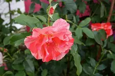 Gartenschau 12.08.13 (34).webp