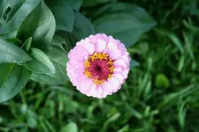 Gartenschau 12.08.13 (37).webp