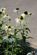 Gartenschau 12.08.13 (38).webp