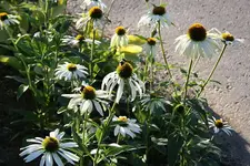 Gartenschau 12.08.13 (39).webp