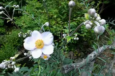 2013_0811Sommer0036 weisse anemone.webp
