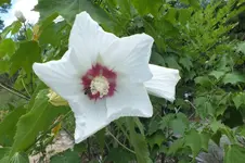 hibiskus paramutabilis.webp