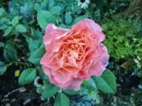 CIMG9729.webp