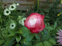 CIMG6796.webp