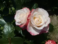 CIMG6557.webp