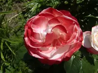 CIMG6560.webp