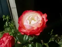 CIMG9090.webp