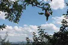 2013_0811Sommer0076.webp
