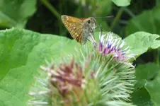 2013_0811Sommer0085.webp