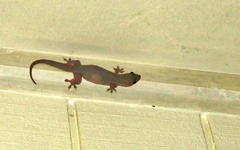 Gecko v.webp