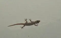 Gecko v (1).webp