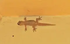 Gecko v (2).webp